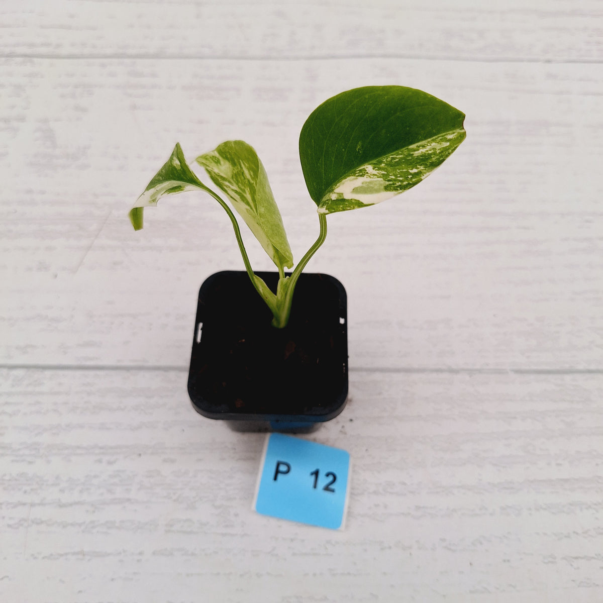 Monstera borsigiana 'Albo' - SALE