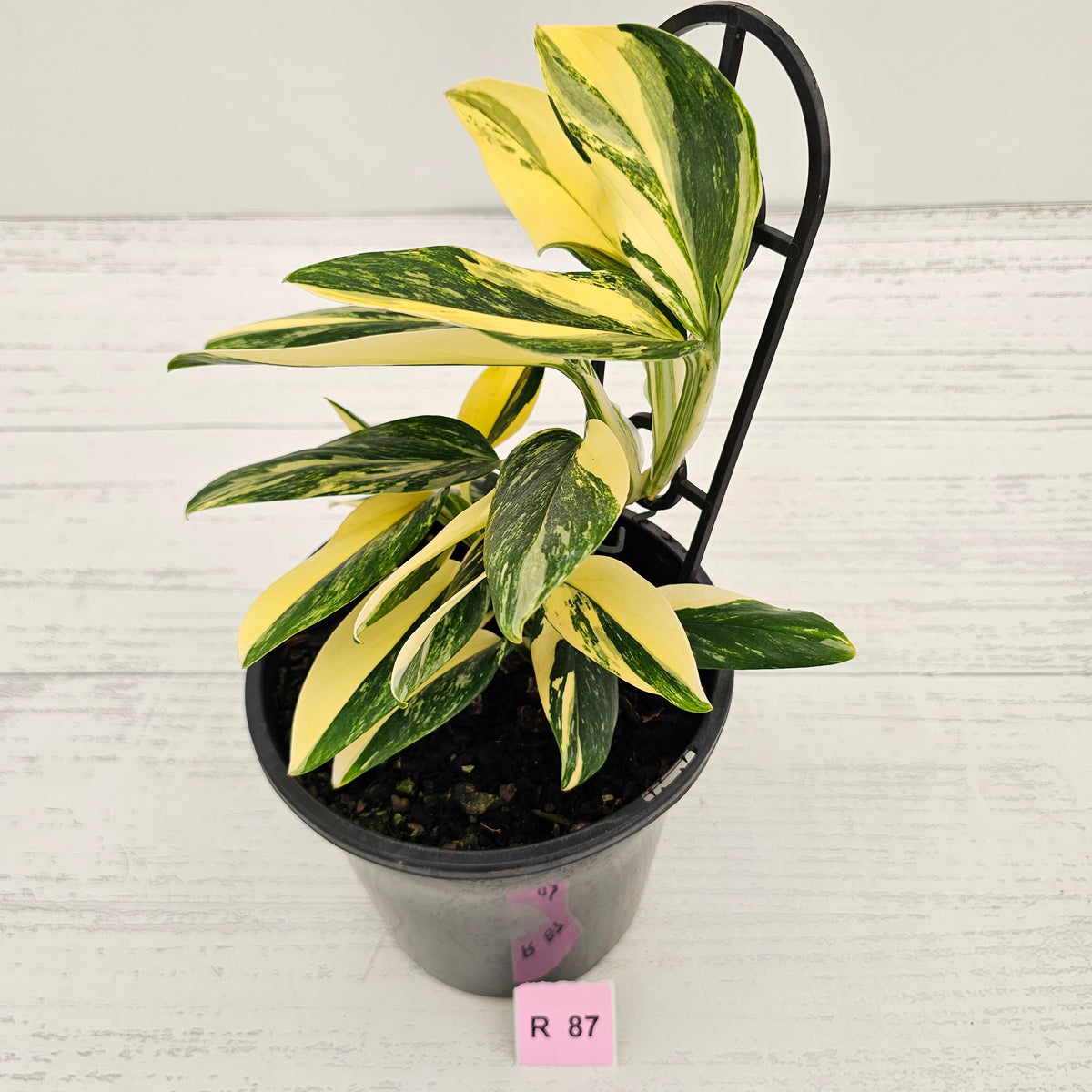 Monstera standleyana 'Cobra' - SALE