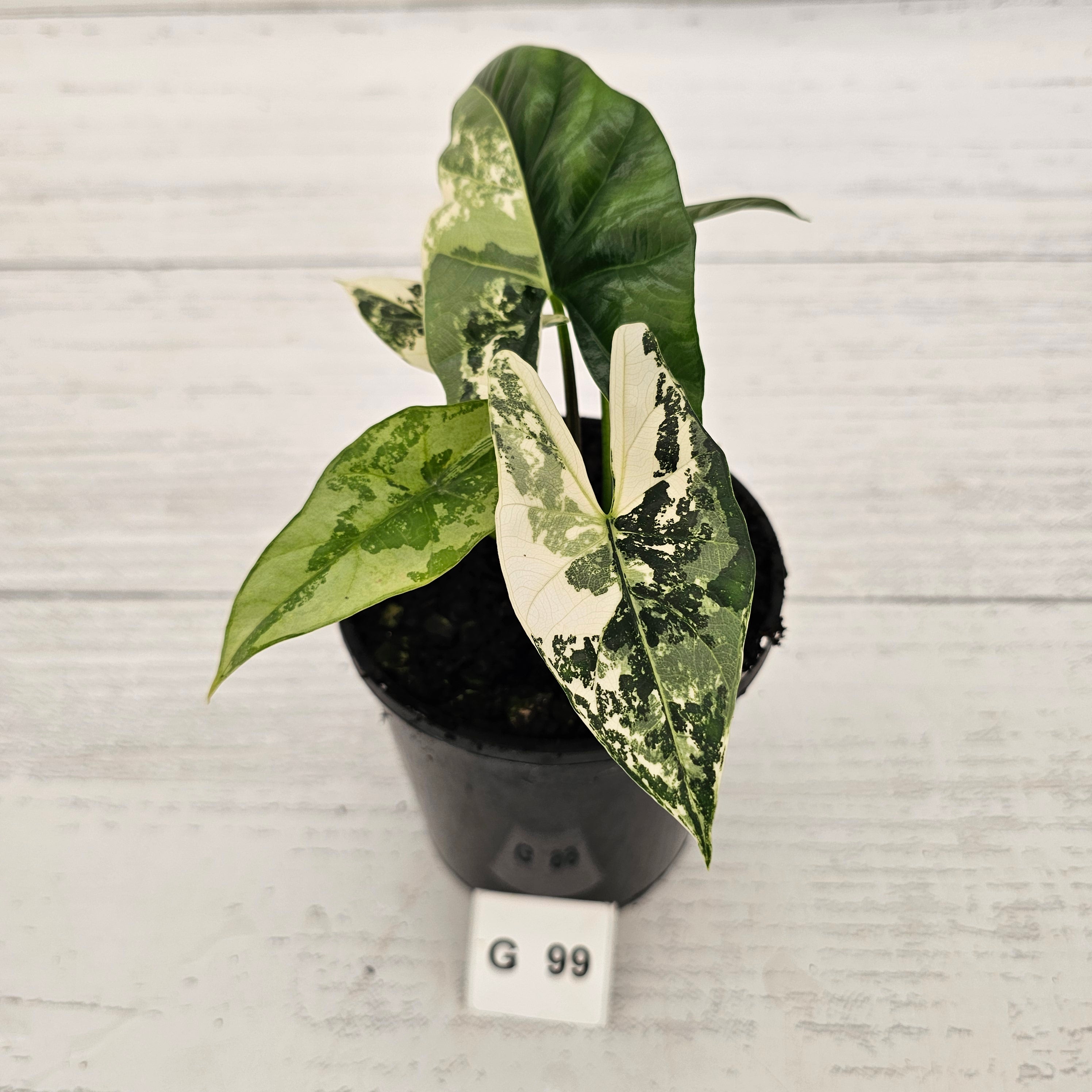 Alocasia ‘Simpo Albo’ Variegata - SALE