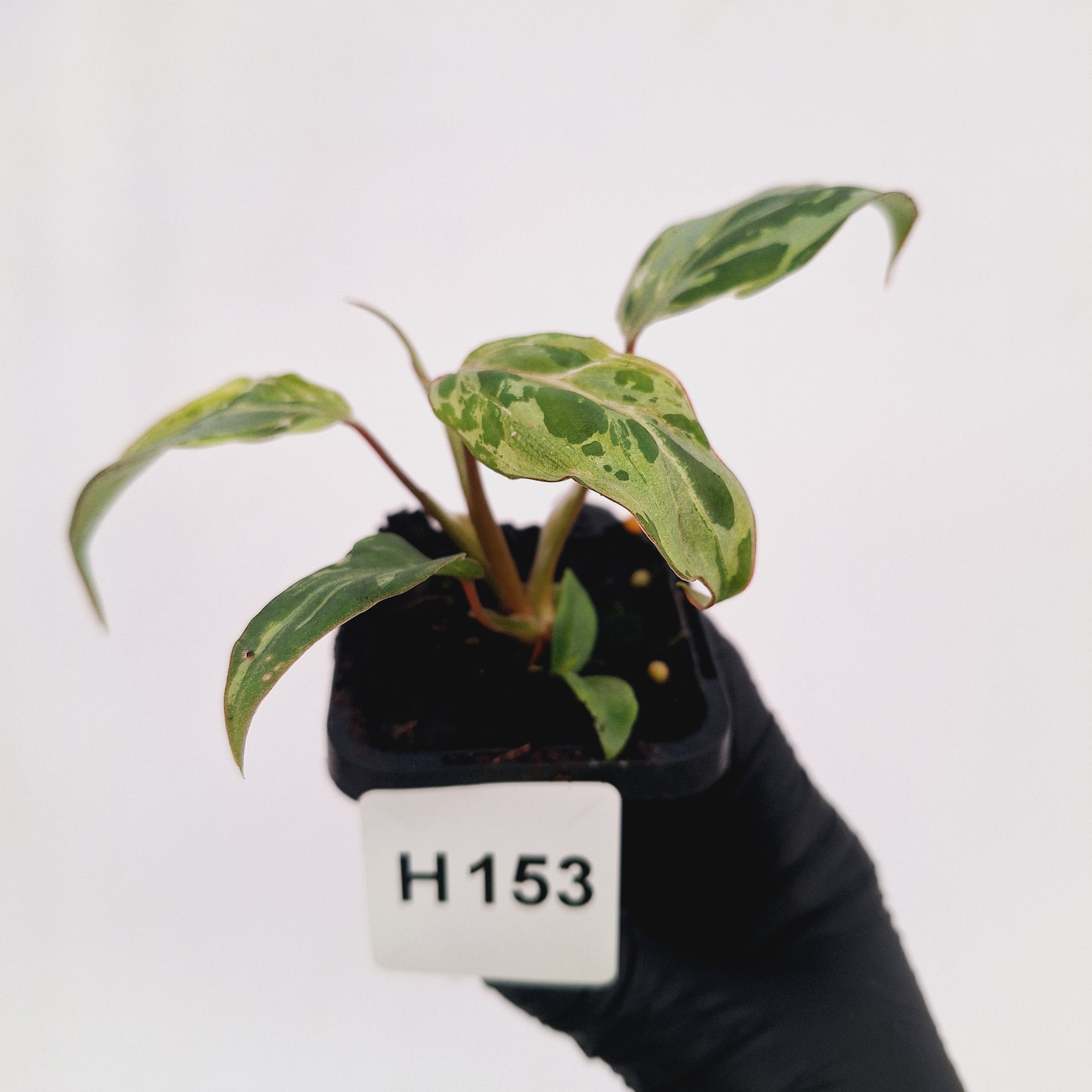 Philodendron gloriosum 'Snow Leopard'