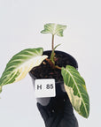 Phyllotaenium lindenii Magnificum Variegata - sale