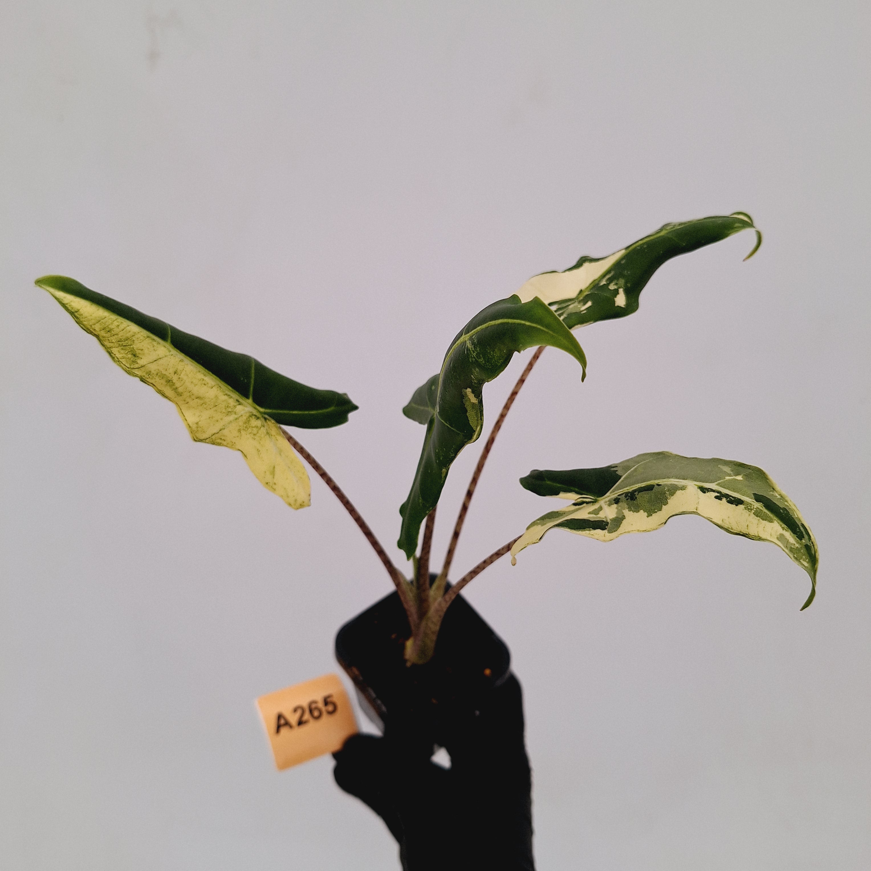 Alocasia sarian variegata