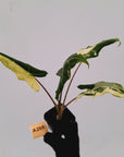 Alocasia sarian variegata