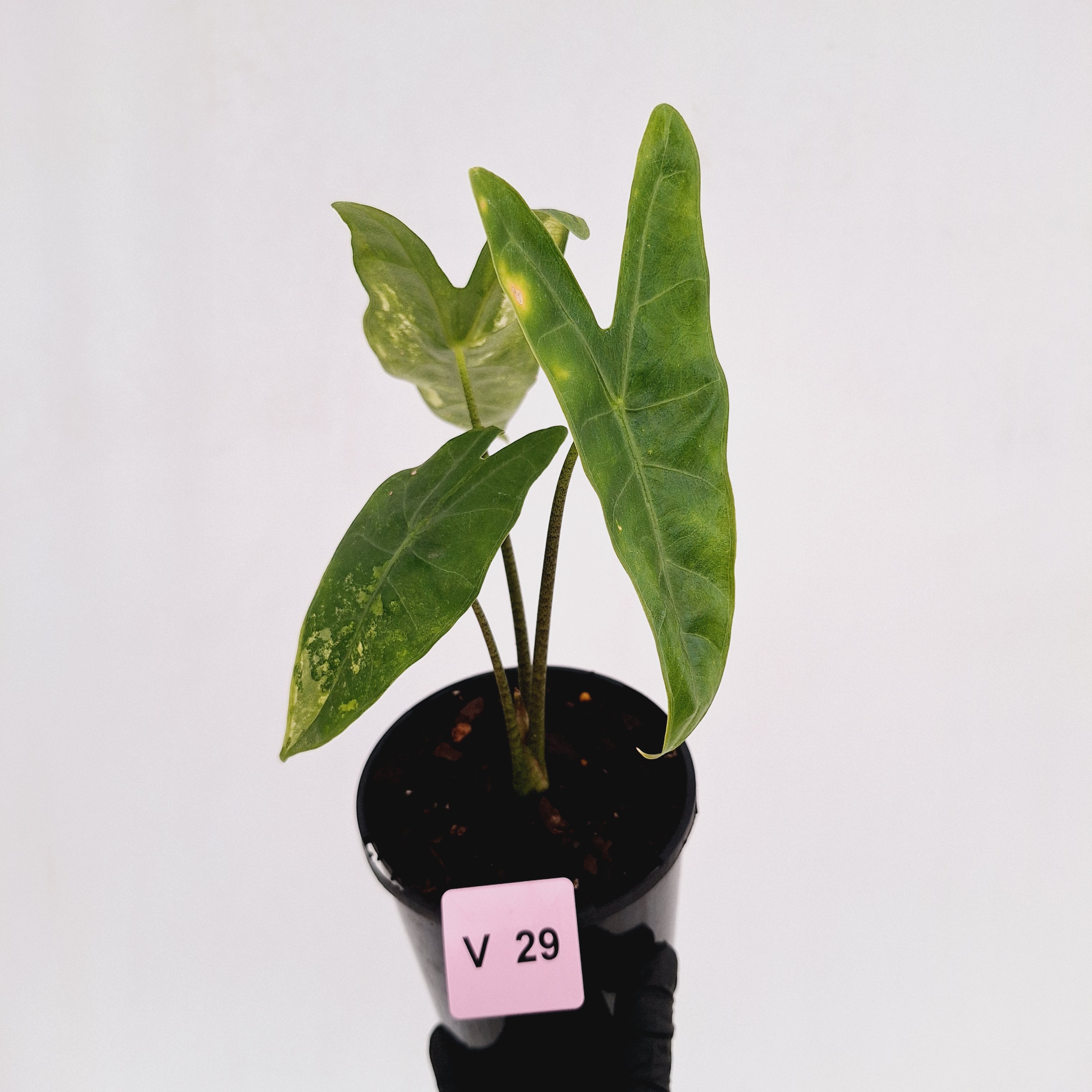 Alocasia  no ID