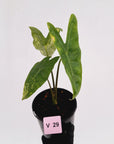 Alocasia  no ID