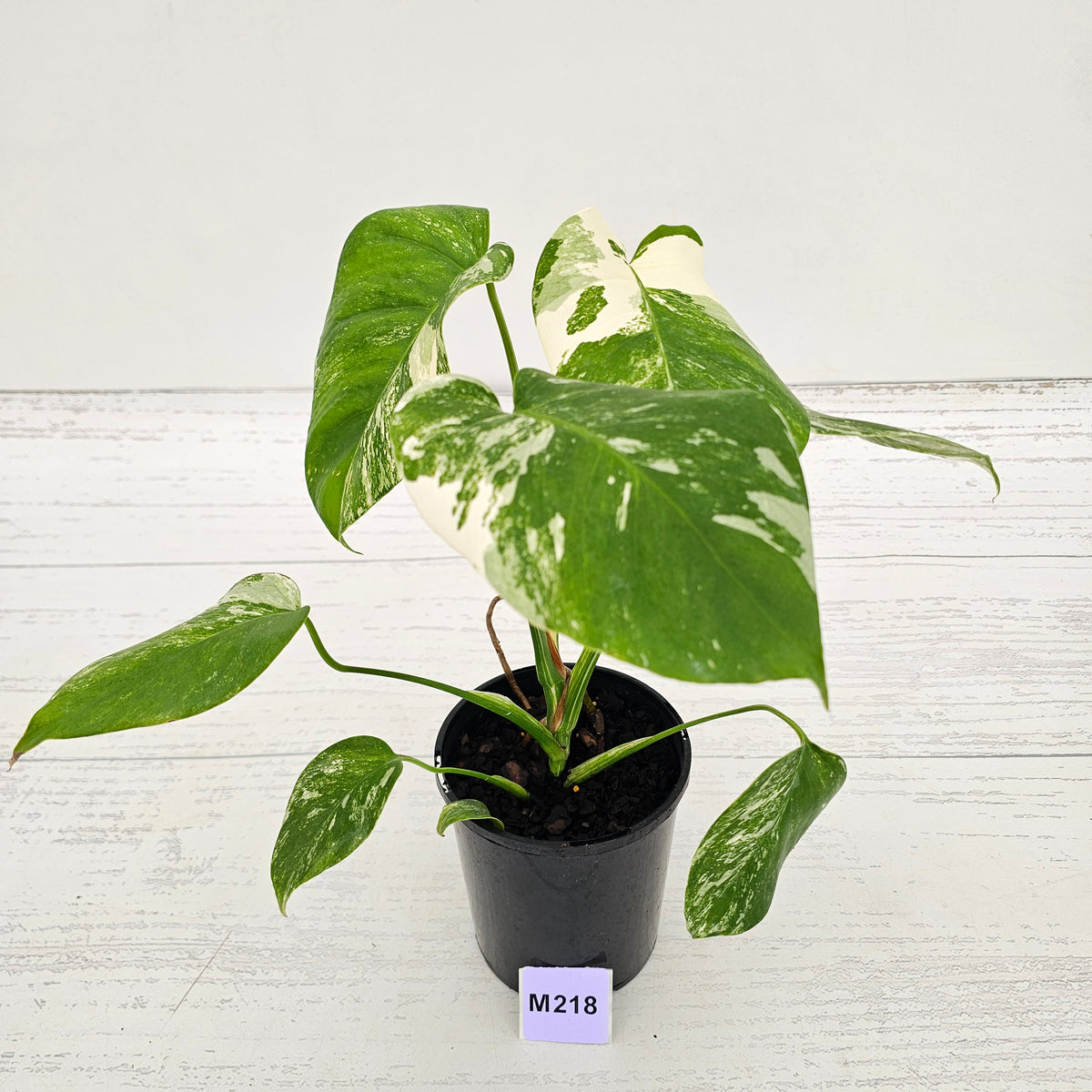Monstera borsigiana 'Albo'