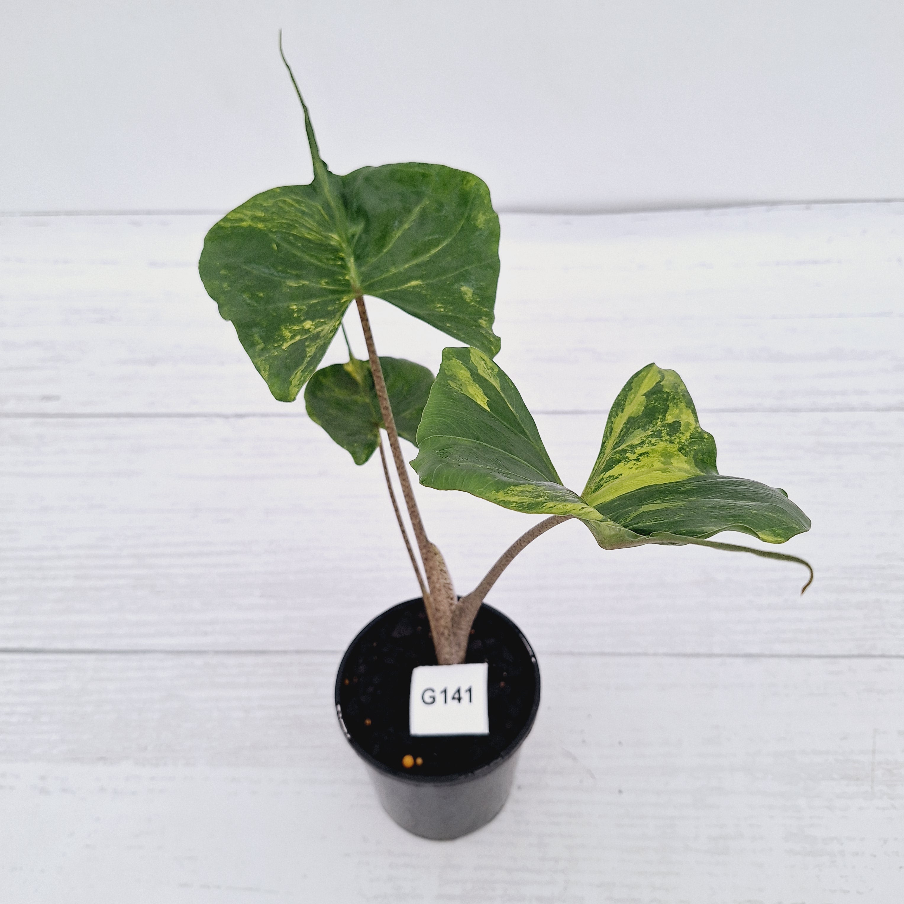 Alocasia macrorrhizos 'Stingray Aurea' Variegata