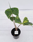 Alocasia macrorrhizos 'Stingray Aurea' Variegata