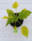 Philodendron warscewiczii Gold Variegata