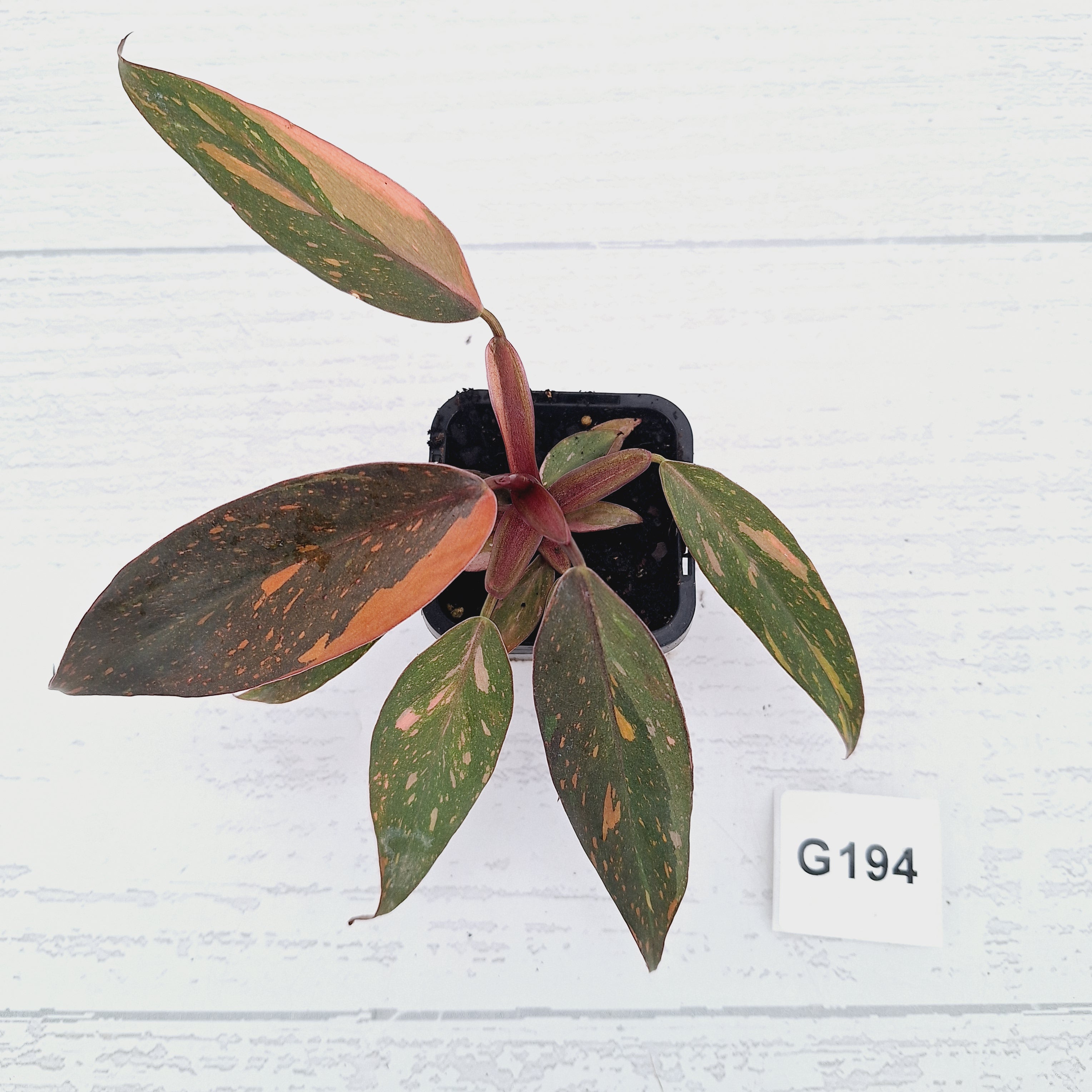 Philodendron 'Orange Princess'