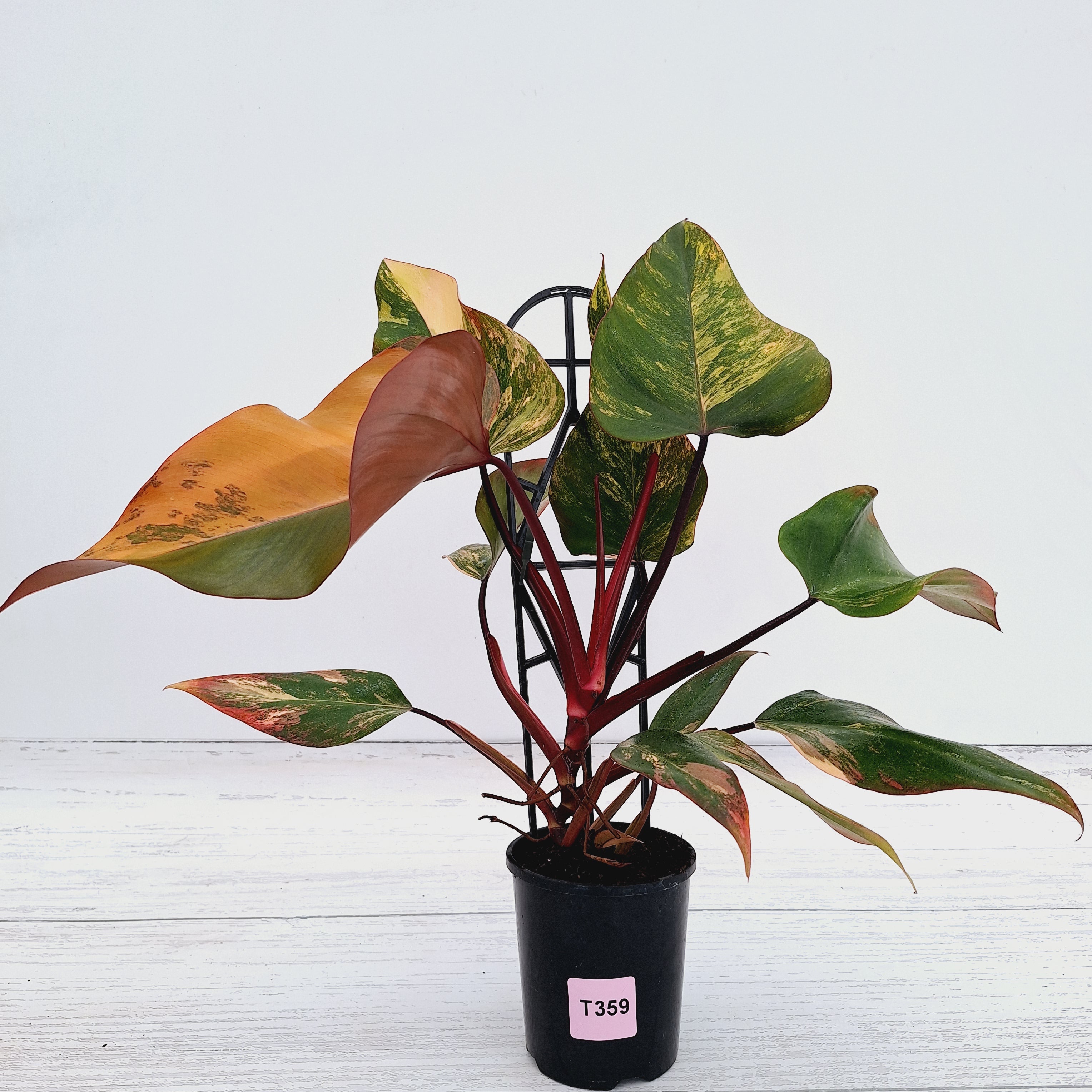 Philodendron erubescens Strawberry Shake