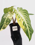 Phyllotaenium lindenii Magnificum Variegata - sale