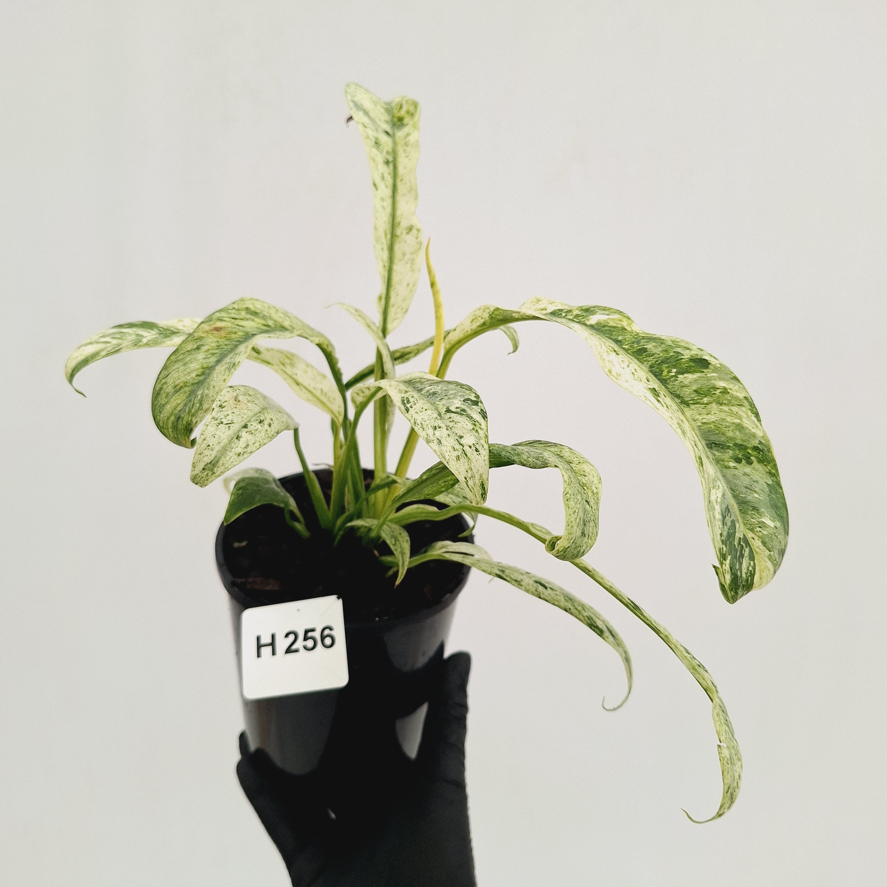 Epipremnum giganteum variegata