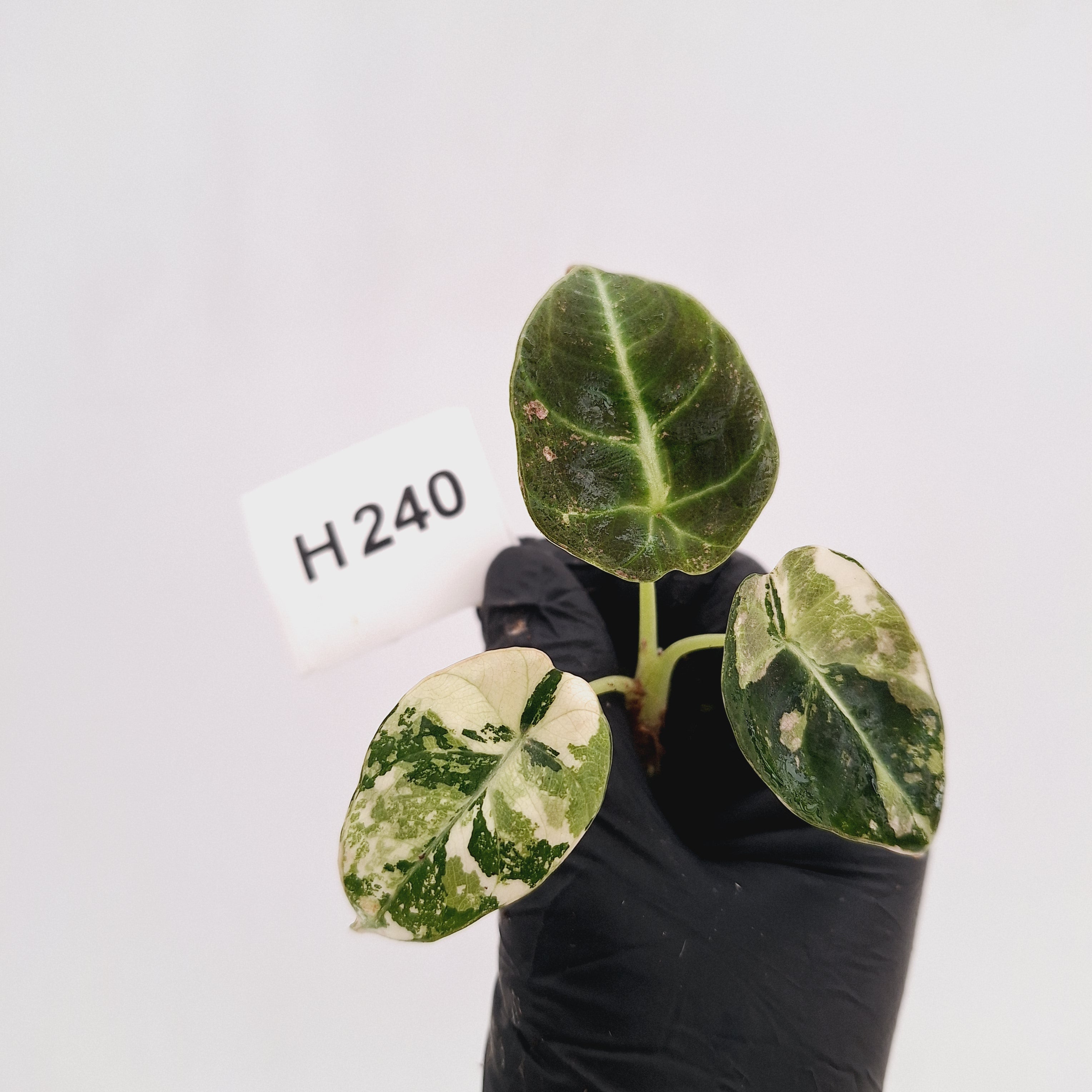 Alocasia reginula 'Black Velvet variegata'- Bare Bottom Baby