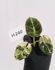 Alocasia reginula 'Black Velvet variegata'- Bare Bottom Baby