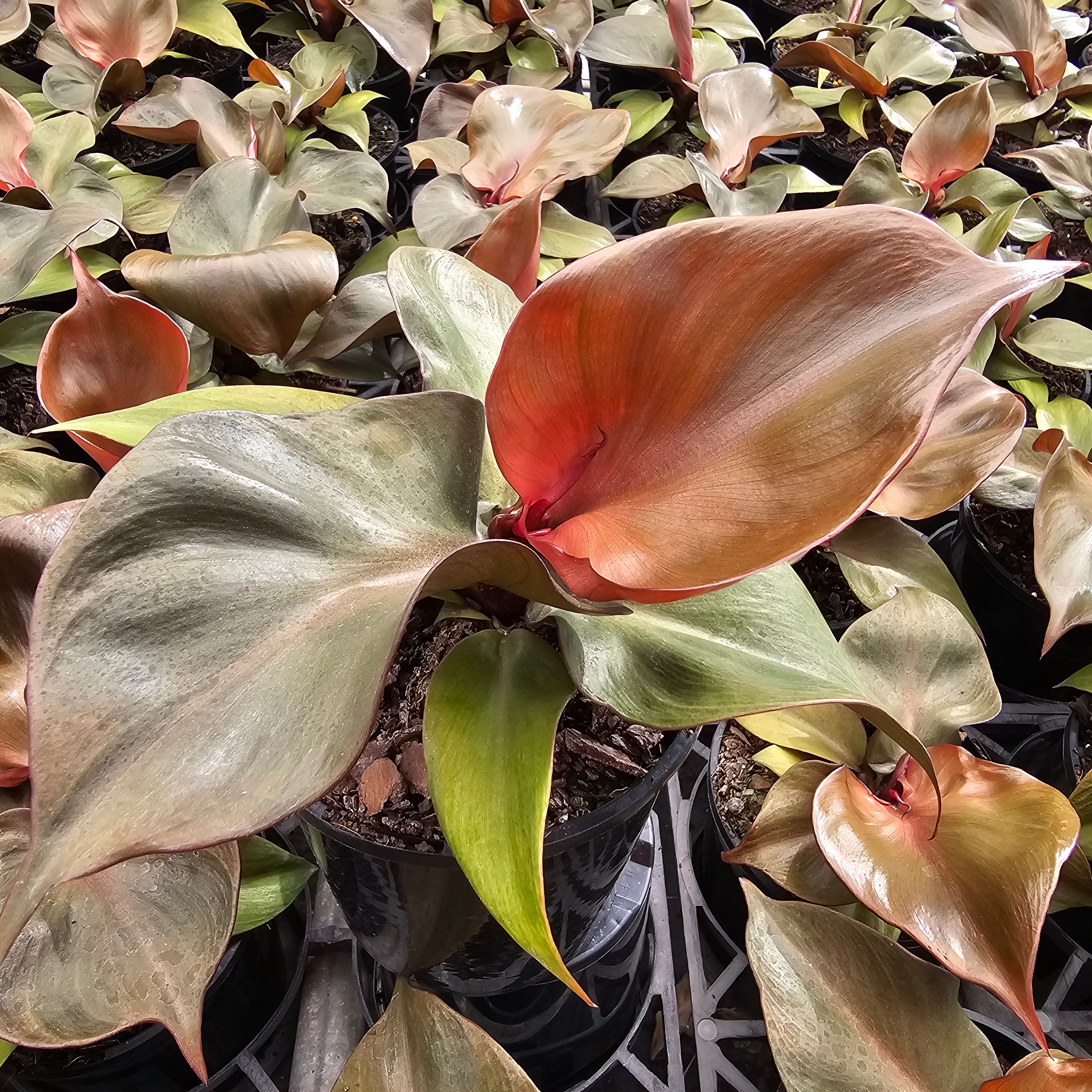 Philodendron erubescens 'red heart'
