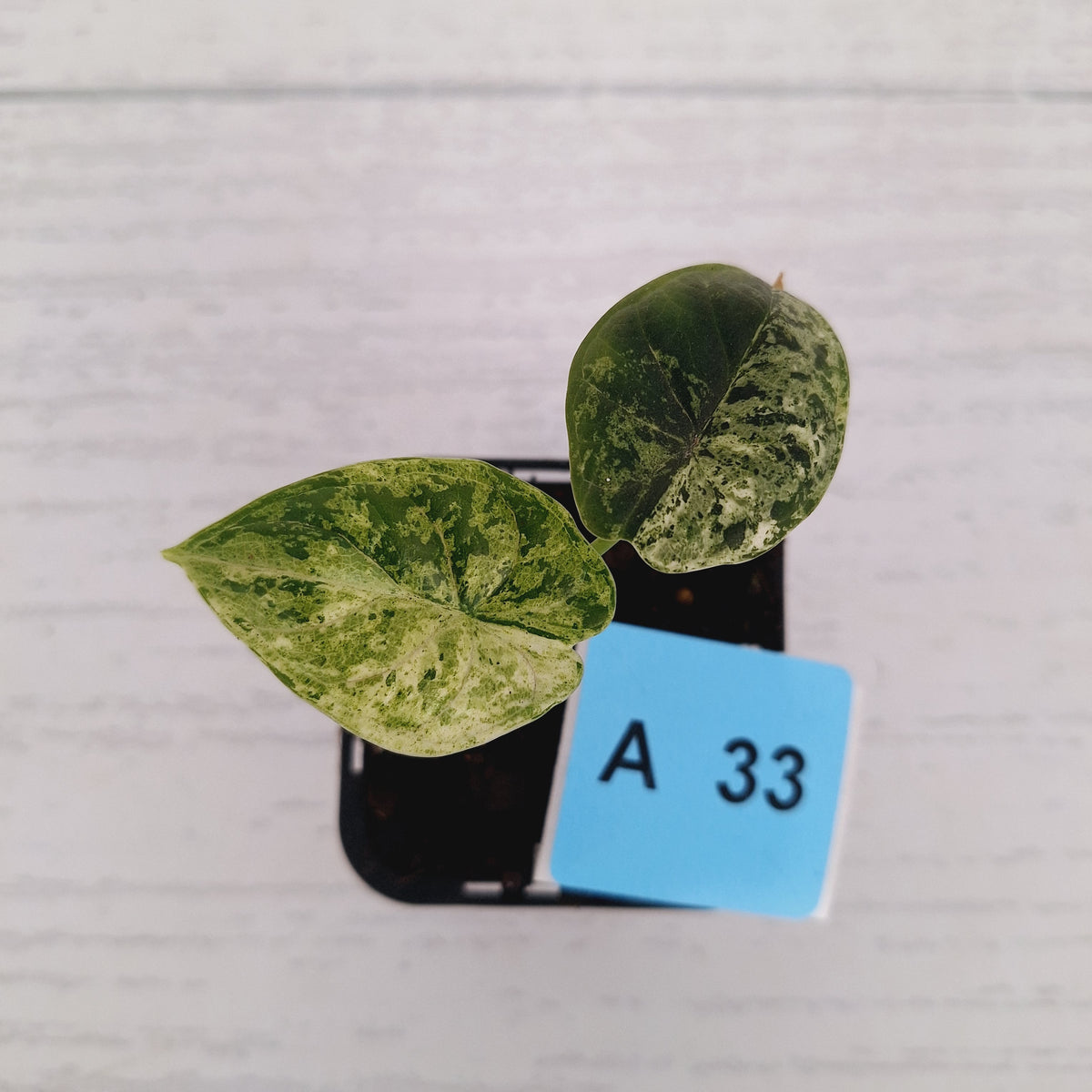 Alocasia baginda ‘Dragon Scale Mint'