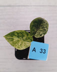 Alocasia baginda ‘Dragon Scale Mint'