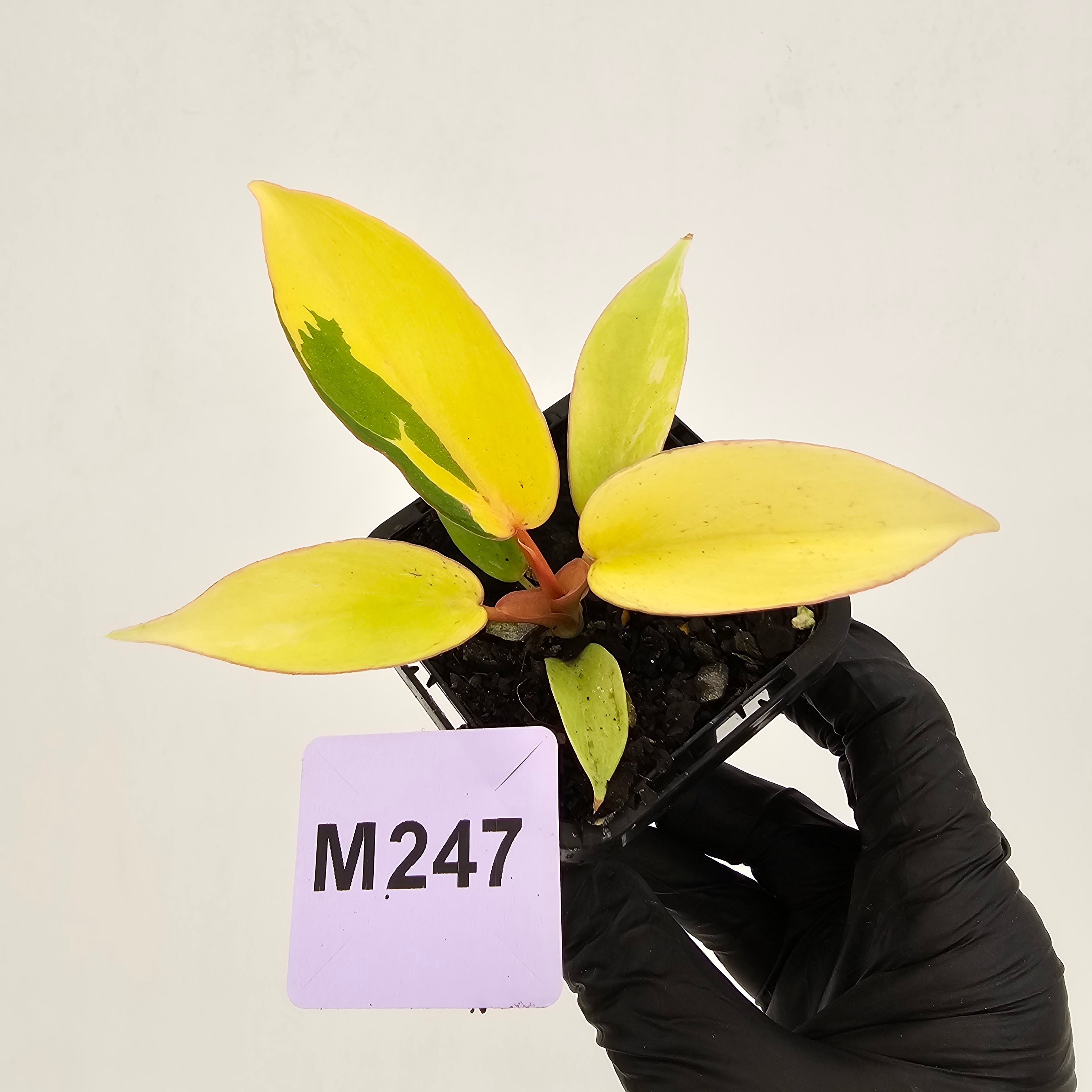 Philodendron pinnatifidum 'Jungle Fever Egg Yolk"