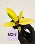 Philodendron pinnatifidum 'Jungle Fever Egg Yolk"