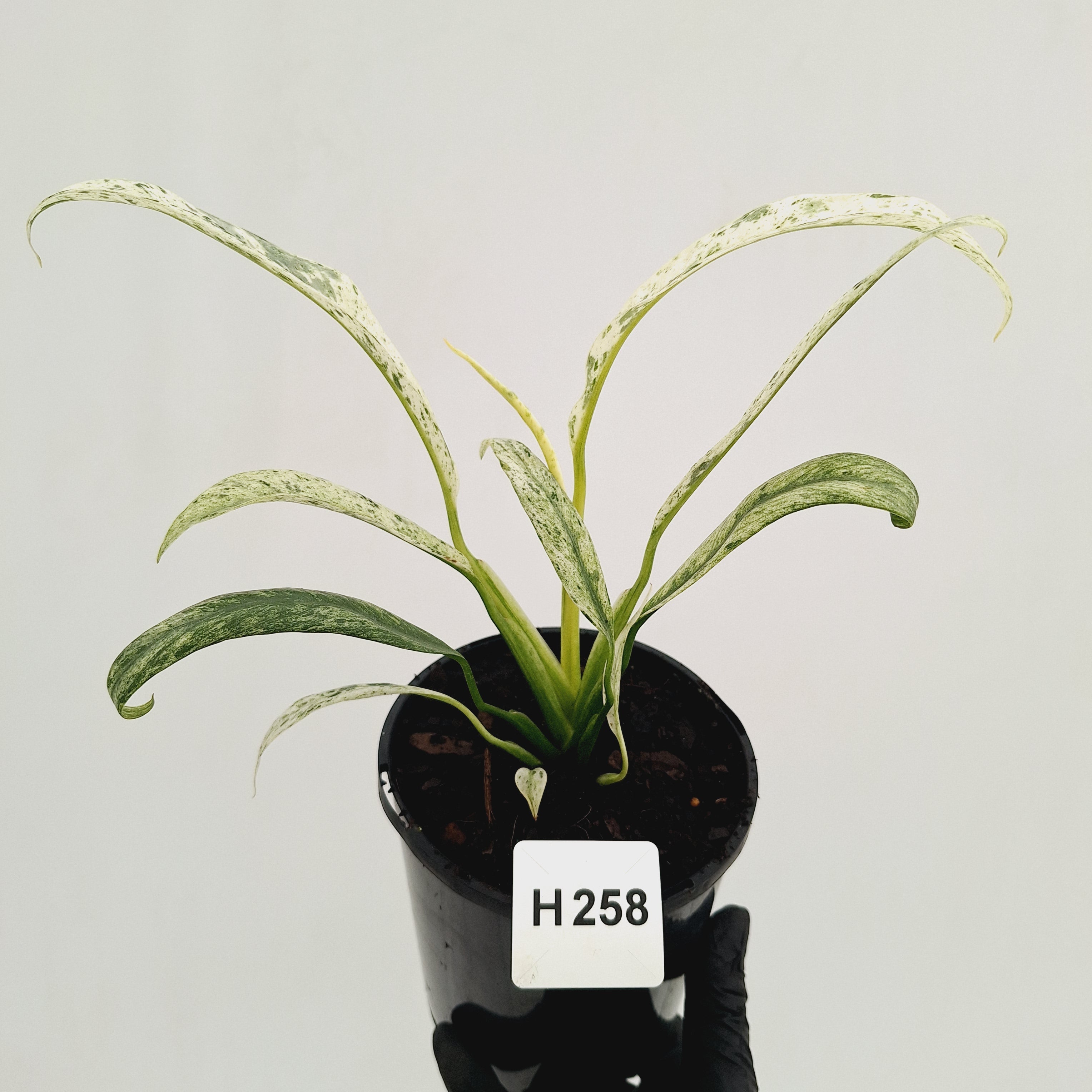 Epipremnum giganteum variegata