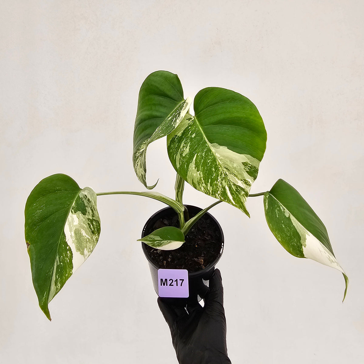 Monstera borsigiana 'Albo'