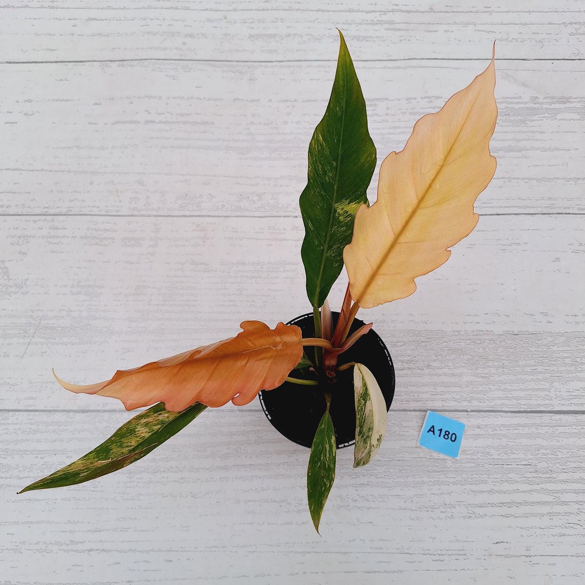 Philodendron serratum 'Caramel Marble' -flash sale