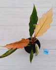 Philodendron serratum 'Caramel Marble' -flash sale