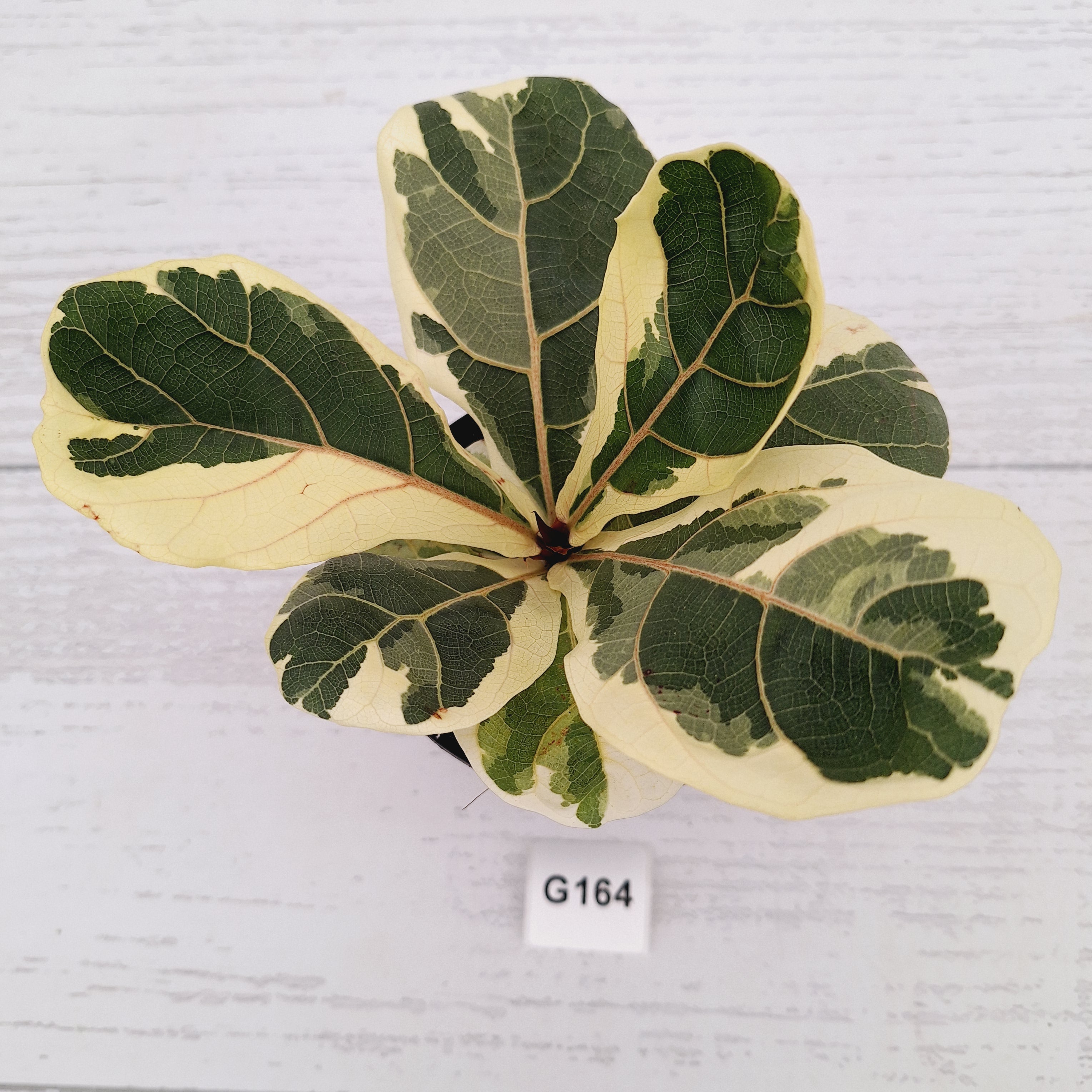 Ficus lyrata Variegata