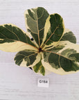 Ficus lyrata Variegata