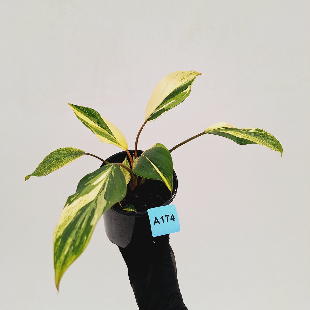 Homalomena 'Tropical Green' Variegata -sale