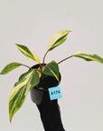 Homalomena 'Tropical Green' Variegata -sale