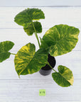 Alocasia Odora 'California Aurea Variegata'