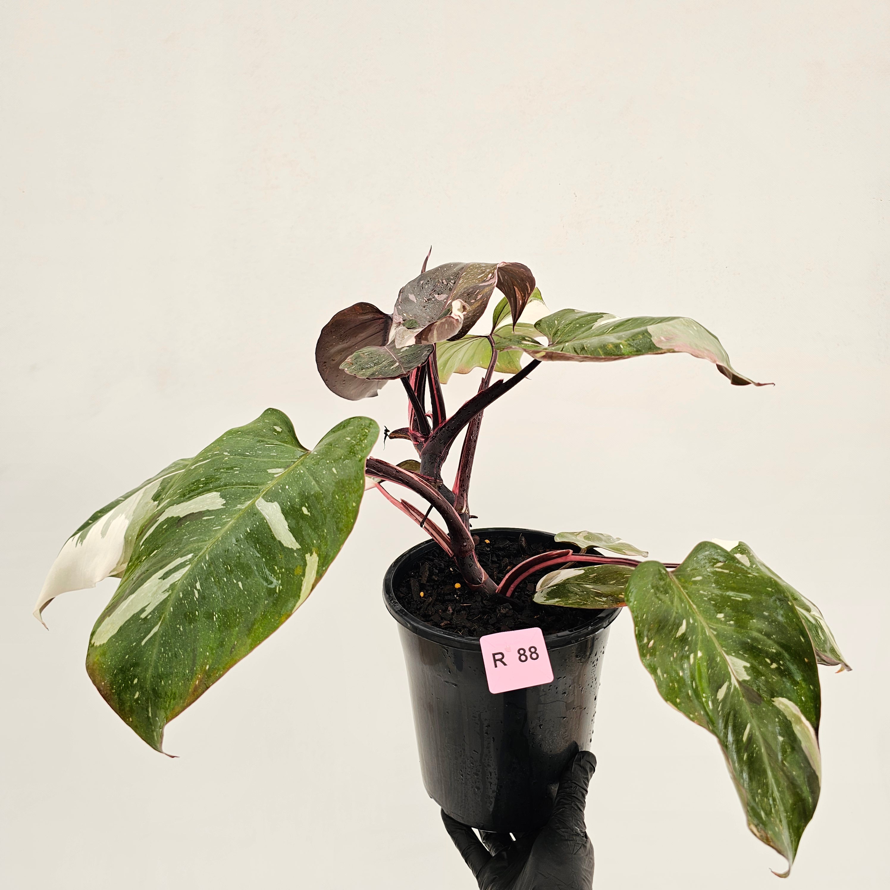 Philodendron erubescens 'Red Anderson'