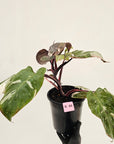 Philodendron erubescens 'Red Anderson'