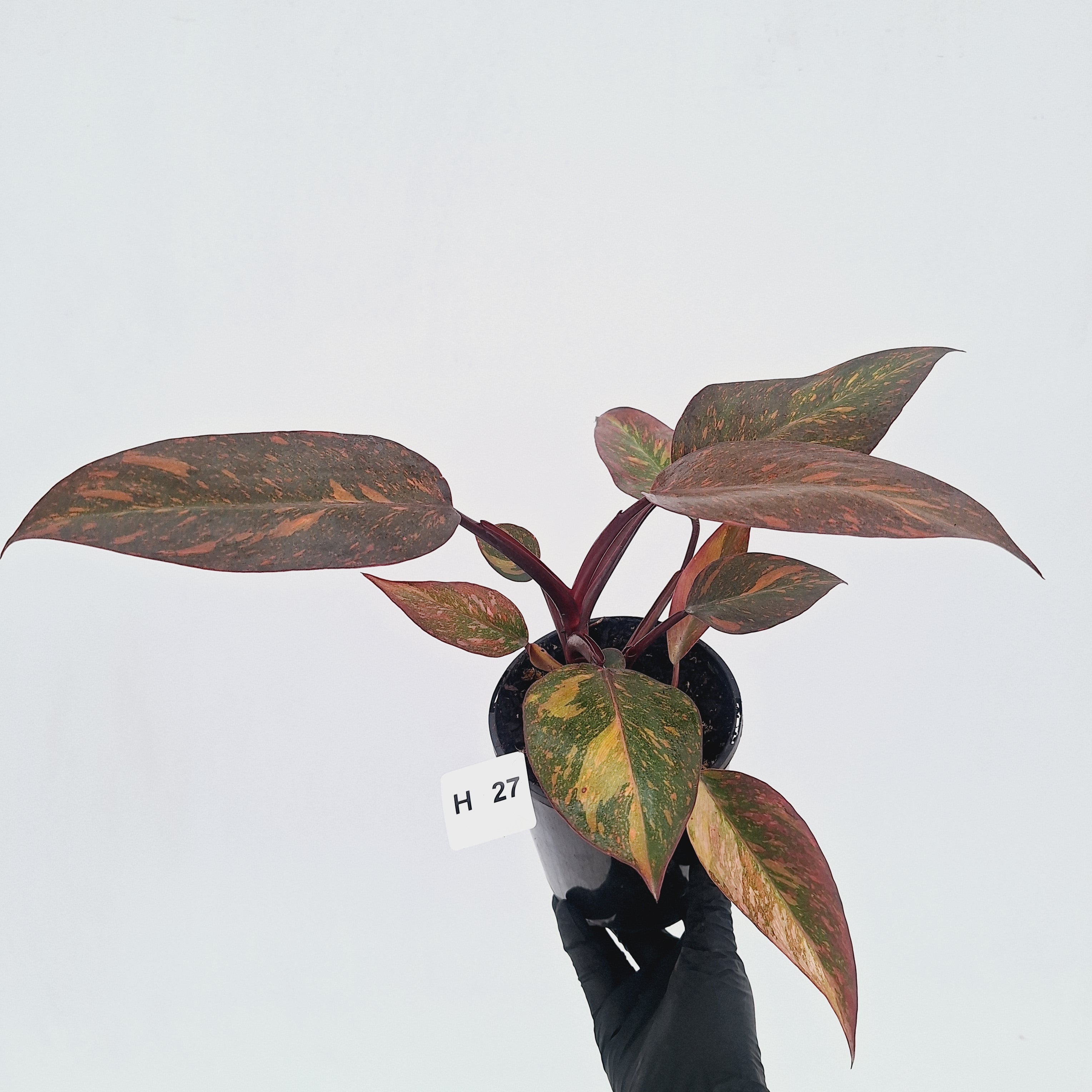 Philodendron 'Orange Princess' - FLASH SALE