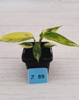 Philodendron pedatum Florida Beauty