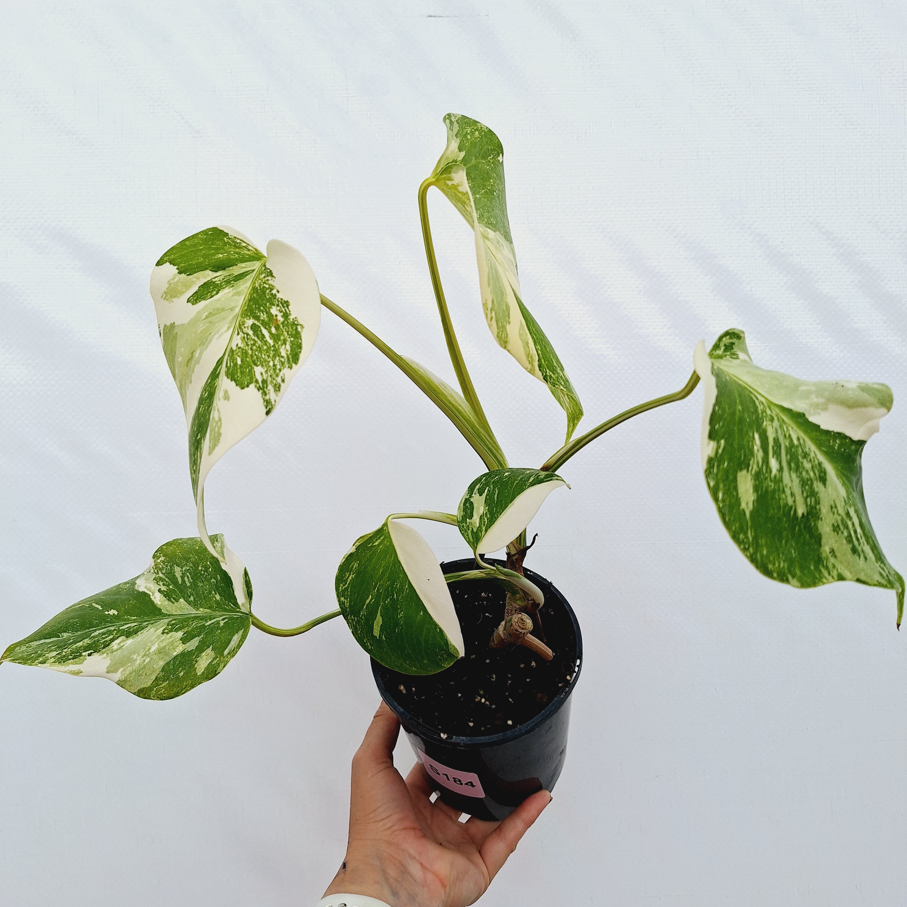 Monstera borsigiana &#39;Albo&#39;