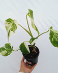 Monstera borsigiana 'Albo'