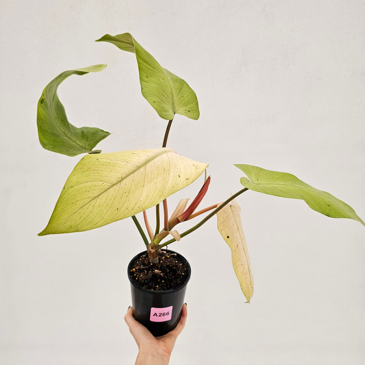 Philodendron  'Whipple Way' SALE
