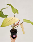 Philodendron  'Whipple Way' SALE