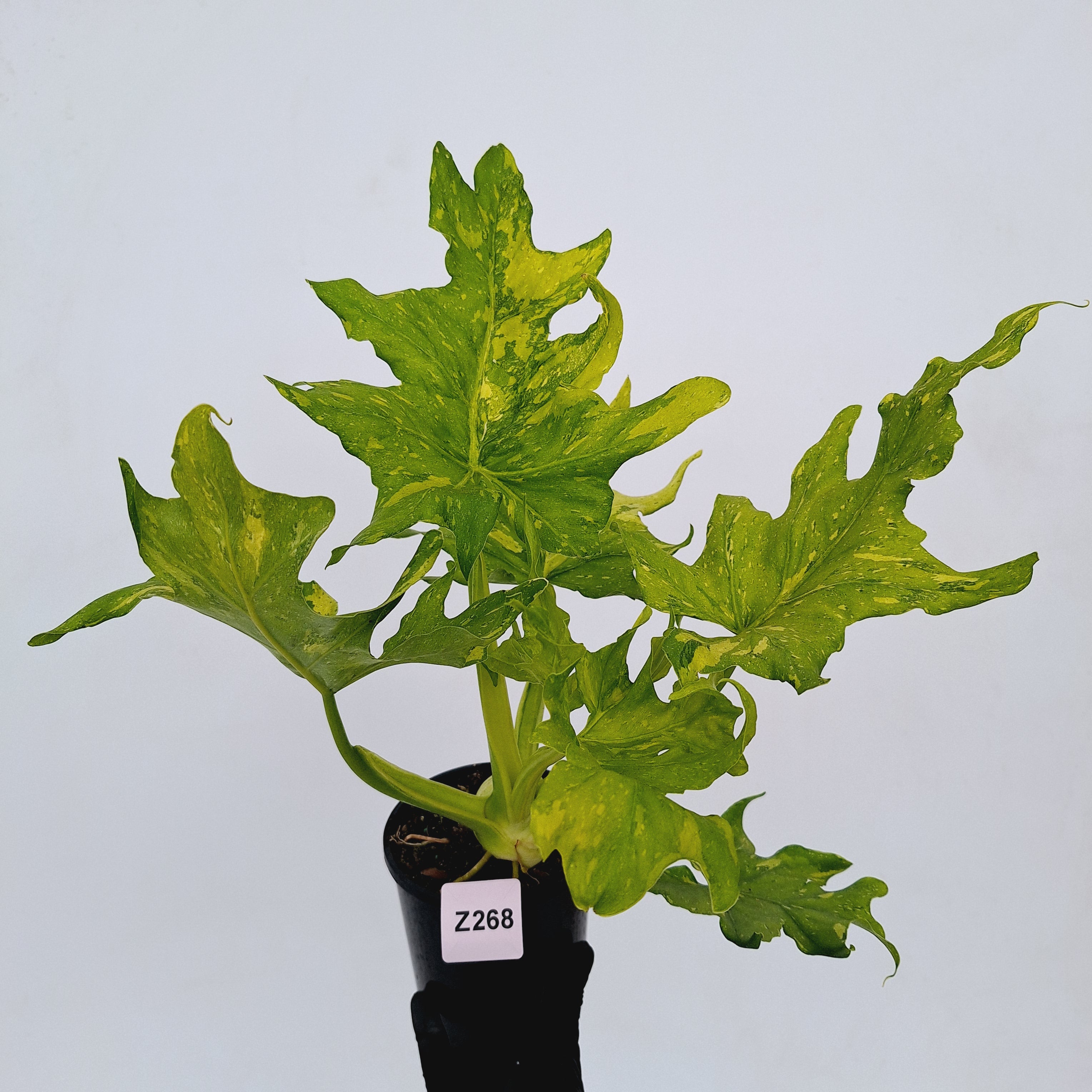 Philodendron warscewiczii Gold Variegata