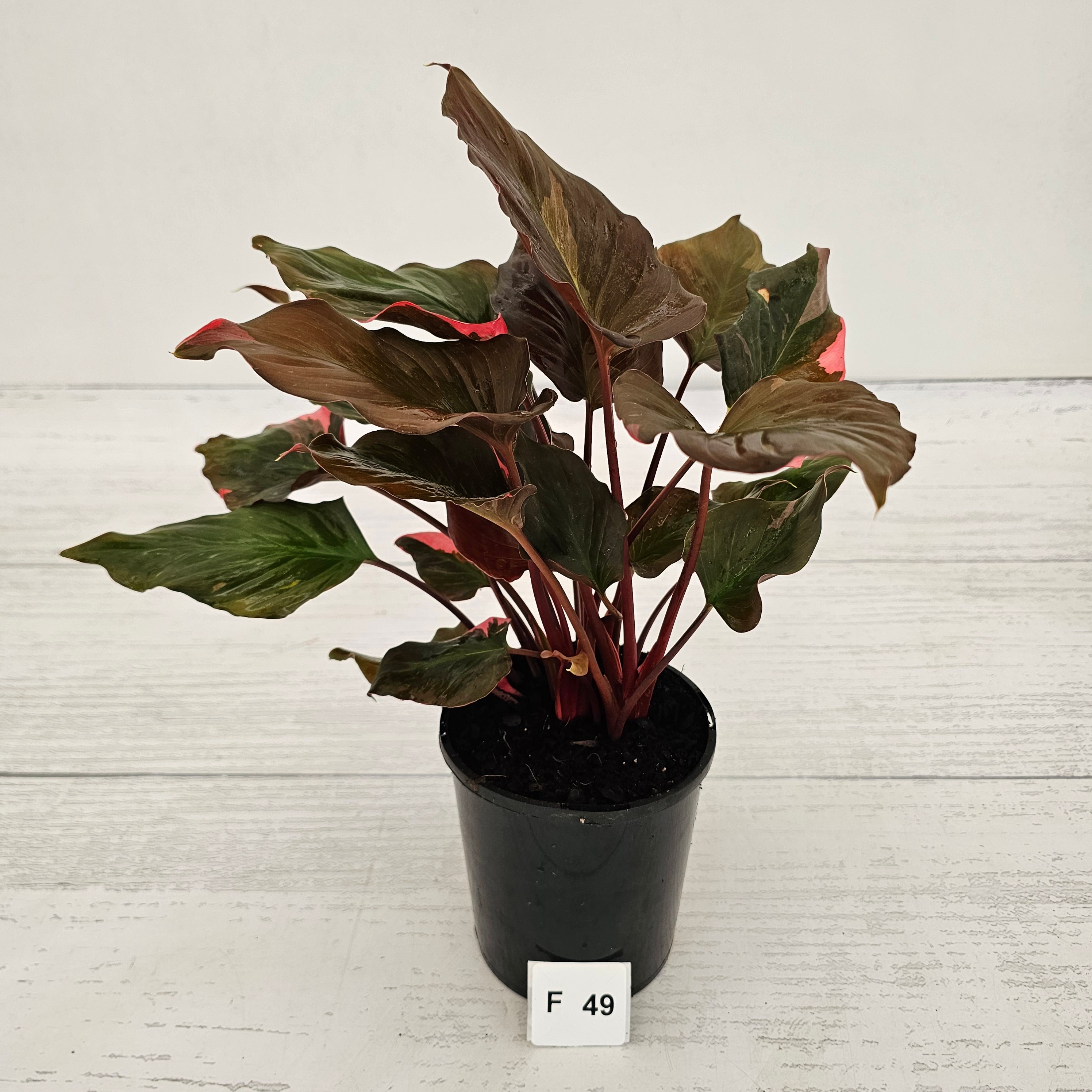 Homalomena rubescens Flaming Red Variegata