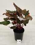 Homalomena rubescens Flaming Red Variegata