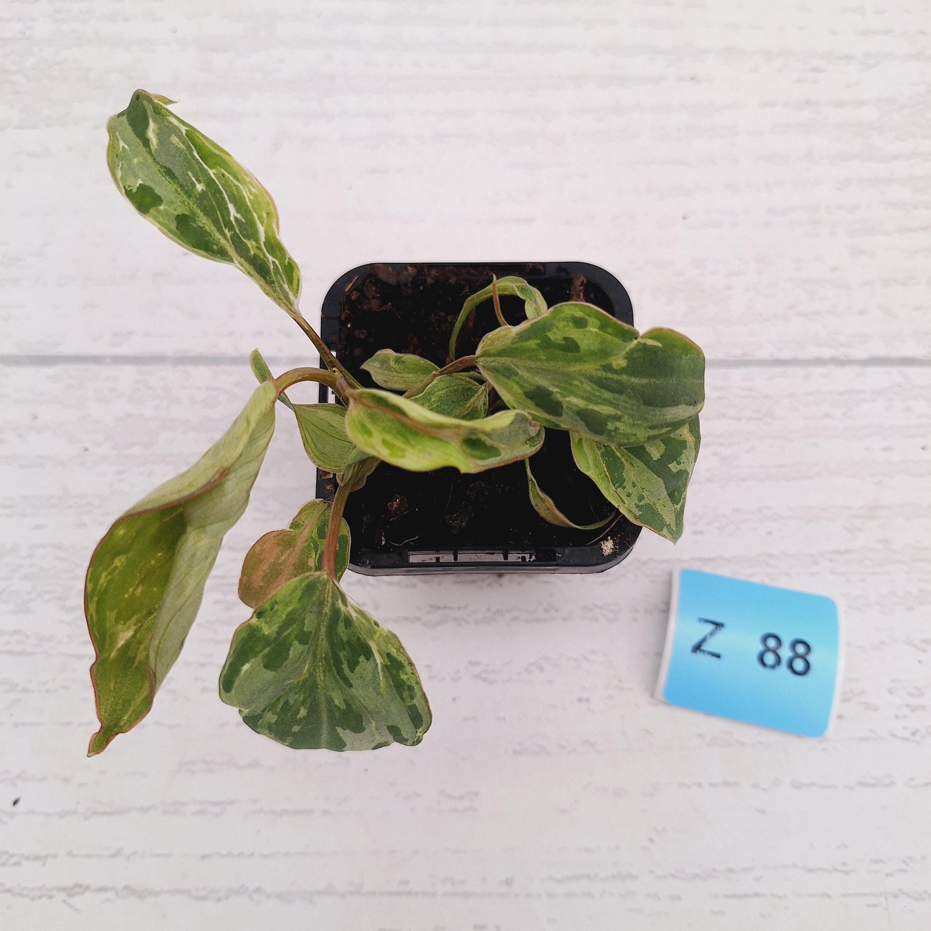 Philodendron gloriosum 'Snow Leopard'