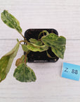 Philodendron gloriosum 'Snow Leopard'