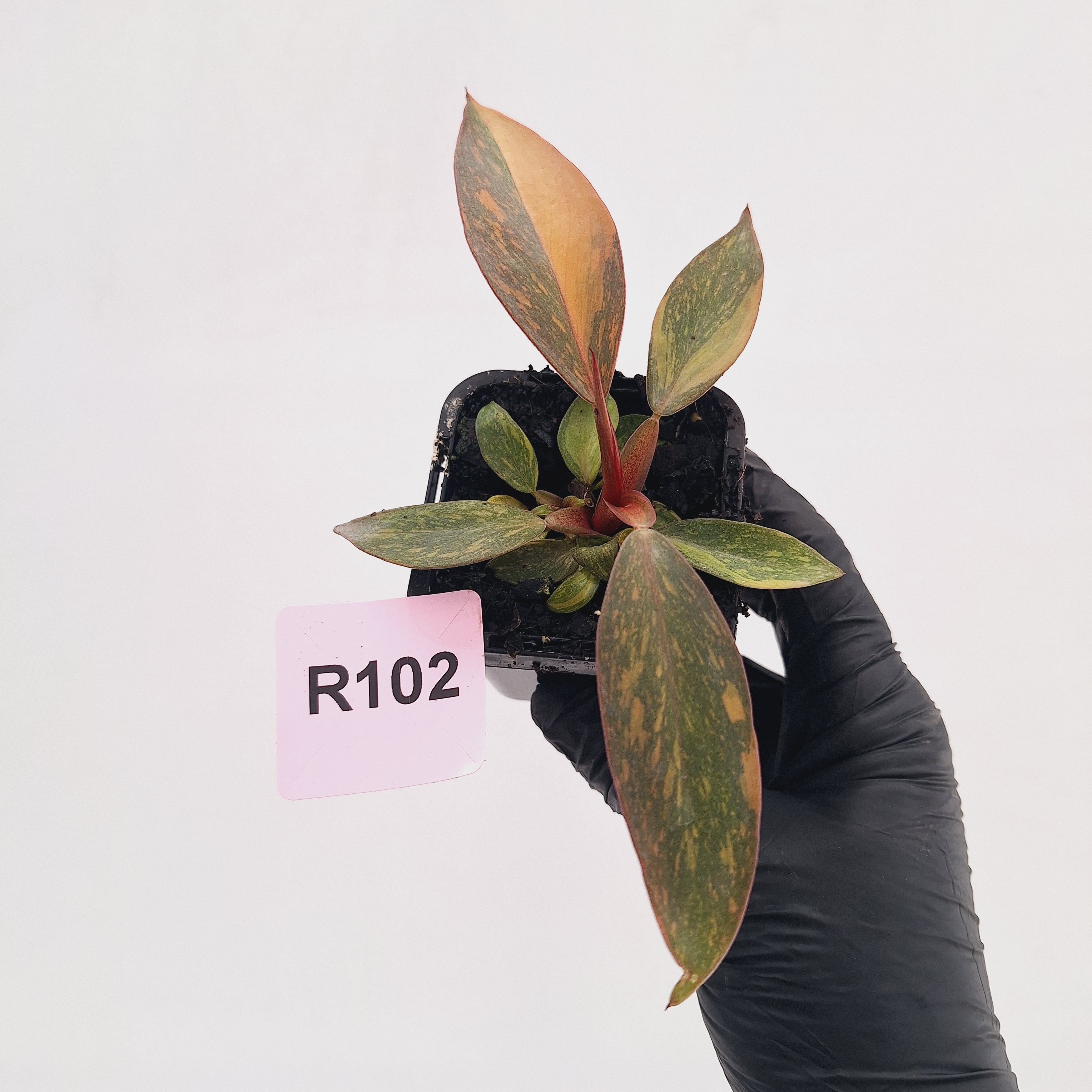 Philodendron 'Orange Princess' 70mm