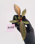 Philodendron 'Orange Princess' 70mm