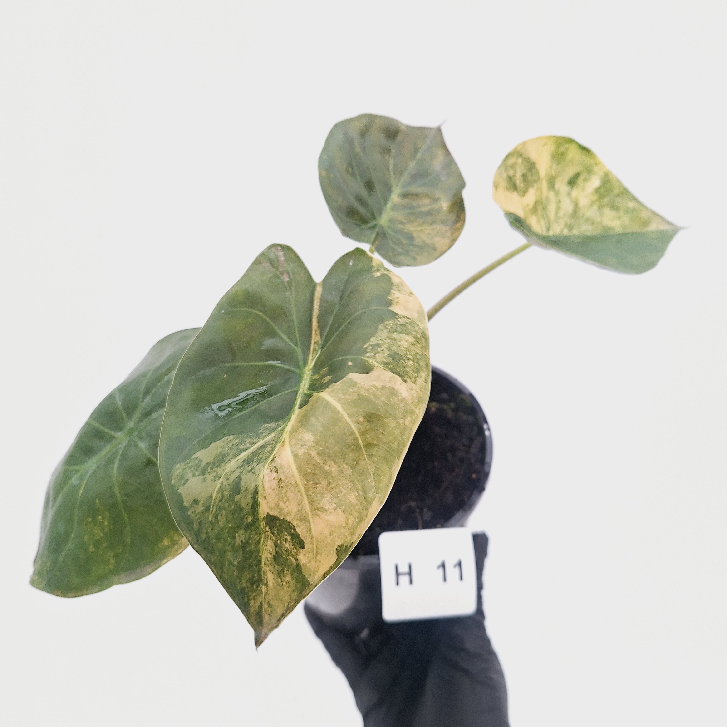 Alocasia ‘wentii’ Variegated