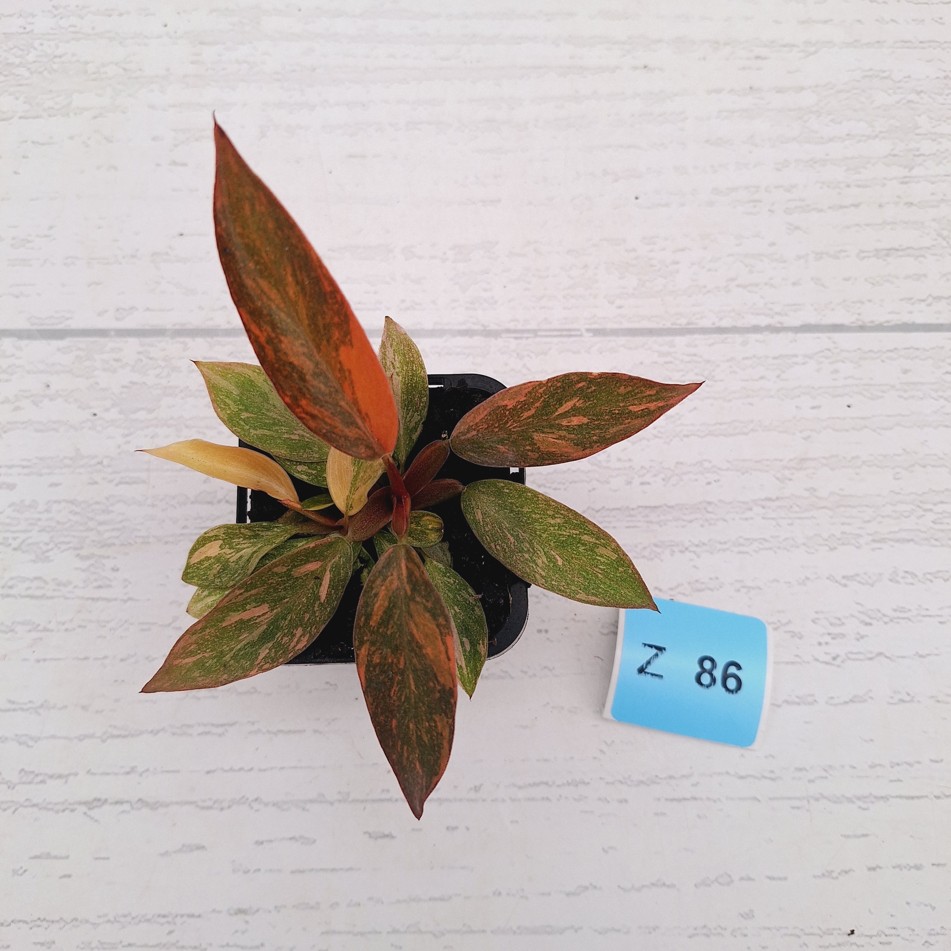 Philodendron 'Orange Princess'